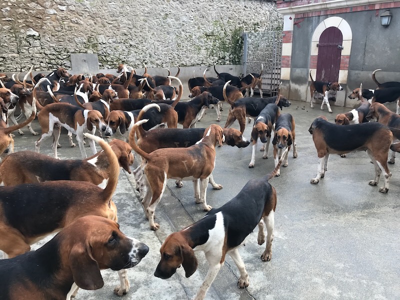 Pack of hunting hounds at Cheverny Castle in the Loire Valley in France.