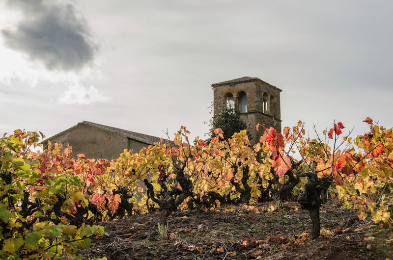 Autumn in France's vineyards