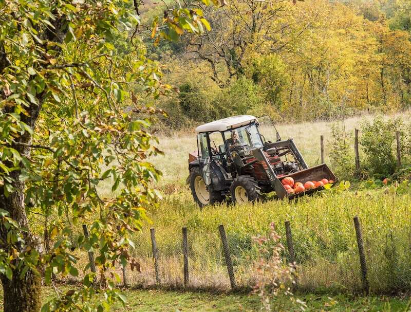 harvesting pumpkins