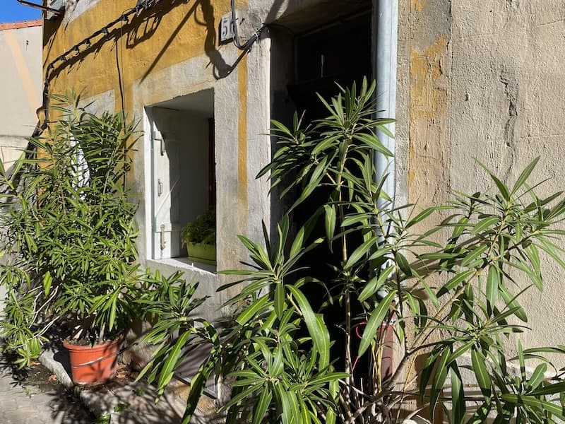 A quiet street in Le Panier, in Marseille, with plants blooming along its wall.