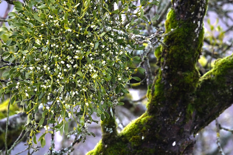 A clump of mistletoe on a branch