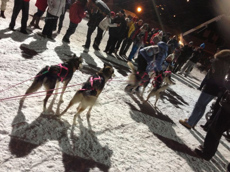 Megeve, dogs getting ready for the Grande Odyssee Savoie Mont Blanc