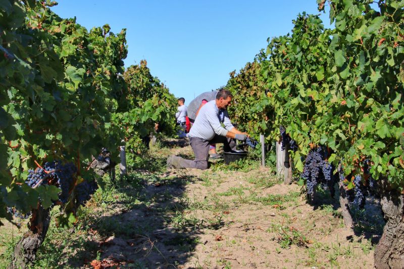 Men picking grapes in Bordeaux, France